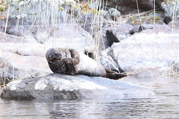Accessible Seal Safari